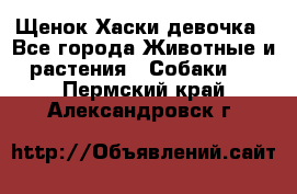 Щенок Хаски девочка - Все города Животные и растения » Собаки   . Пермский край,Александровск г.